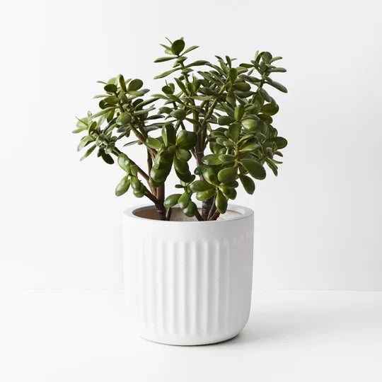 RIBBED POT, WHITE