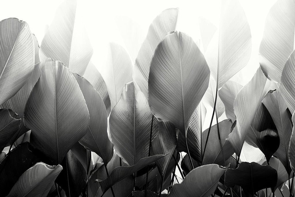 PALM BW - DAMIAN BENNETT