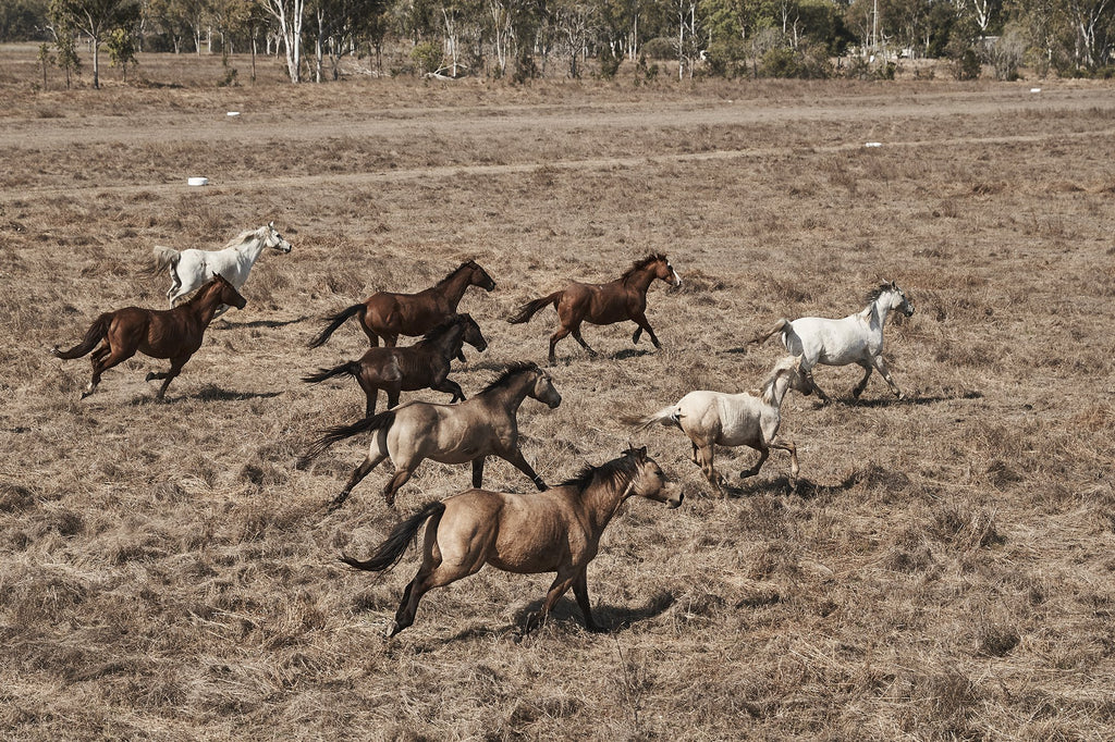 WILD HORSES - DAMIAN BENNETT